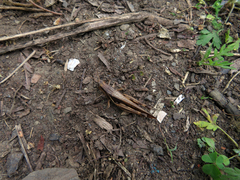 Xenocatantops brachycerus