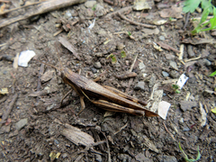 Xenocatantops brachycerus