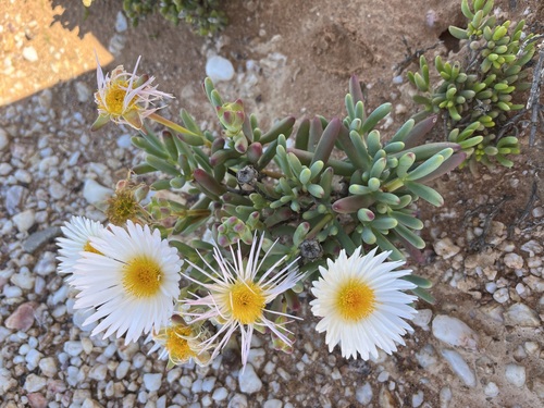 Olifants Brightfig (Lampranthus watermeyeri)
