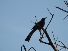 Quiscalus mexicanus