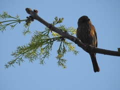 Haemorhous mexicanus