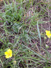 Potentilla hickmanii
