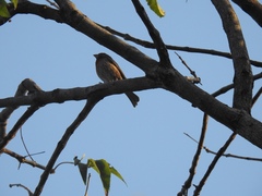 Haemorhous mexicanus