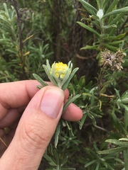 Helichrysum splendidum