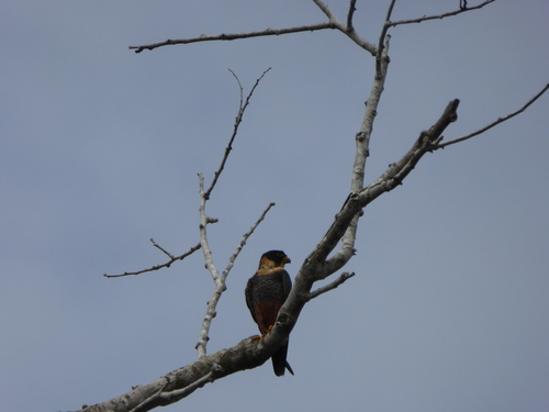 Falco rufigularis