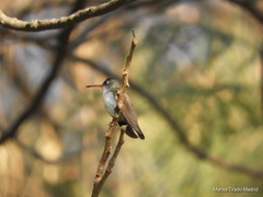 Leucolia violiceps