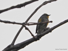 Setophaga coronata