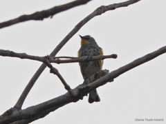 Setophaga coronata
