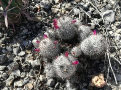 Mammillaria haageana meissneri