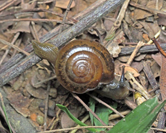 Ariophantidae