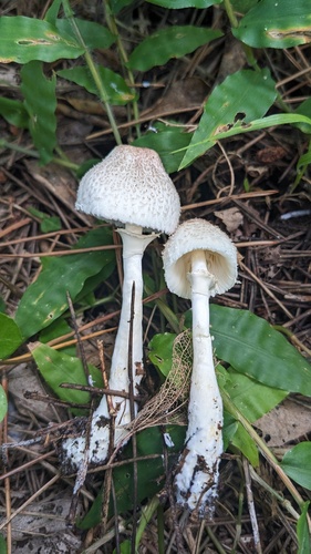 Agaricaceae
