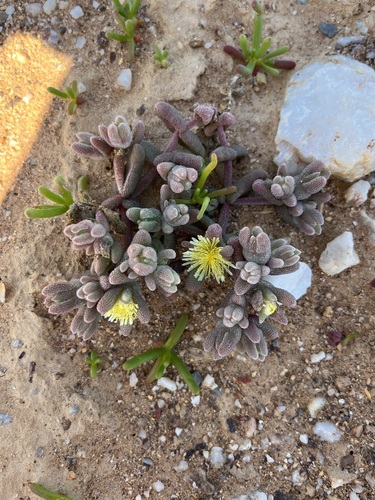 Mesembryanthemum lilliputanum