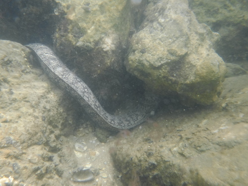 Moray eel (Muraena retifera) — Muraenidae — 3