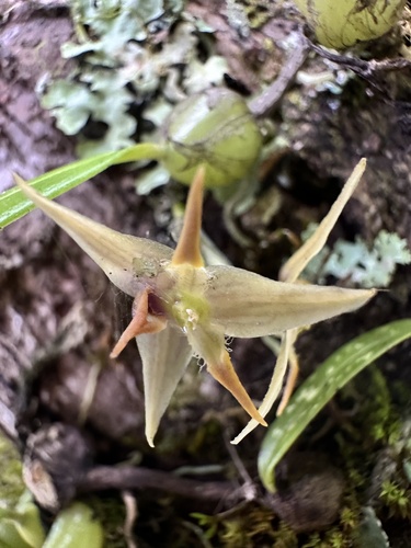 Bulbophyllum bifurcatoflorens (Fukuy.) J.J.Verm., Schuit. & de Vogel 4