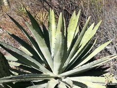 Agave macroacantha