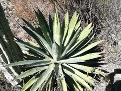 Agave macroacantha