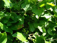 Smilax excelsa