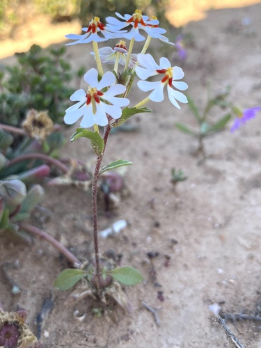 Image of Zaluzianskya pumila by (c) Charleen Brunke, some rights reserved (CC BY)