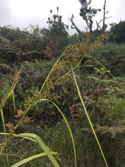 Carex spicatopaniculata