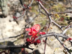 Erythrostemon melanadenius