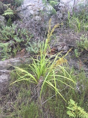 Carex spicatopaniculata