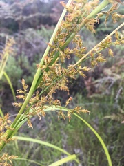 Carex spicatopaniculata