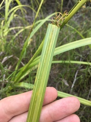 Carex spicatopaniculata