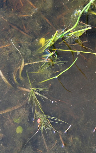 Websteria confervoides image