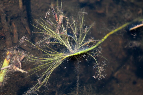 Websteria image