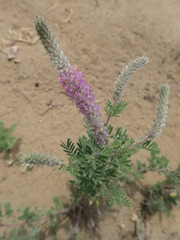 Dalea villosa