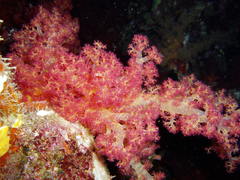 Dendronephthya hemprichi