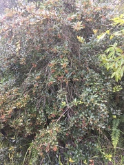 Vaccinium exul