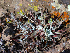 Dudleya verityi