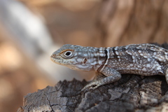 Oplurus cyclurus