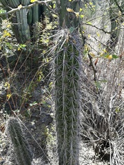 Lemaireocereus hollianus