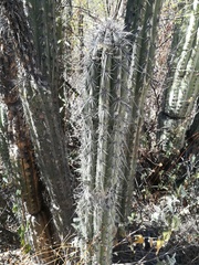 Lemaireocereus hollianus