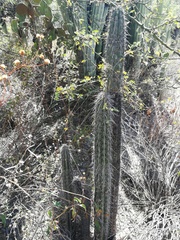 Lemaireocereus hollianus