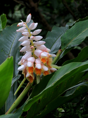 Alpinia uraiensis