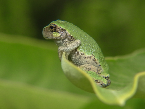 Gray Treefrog photographed in Massachusetts