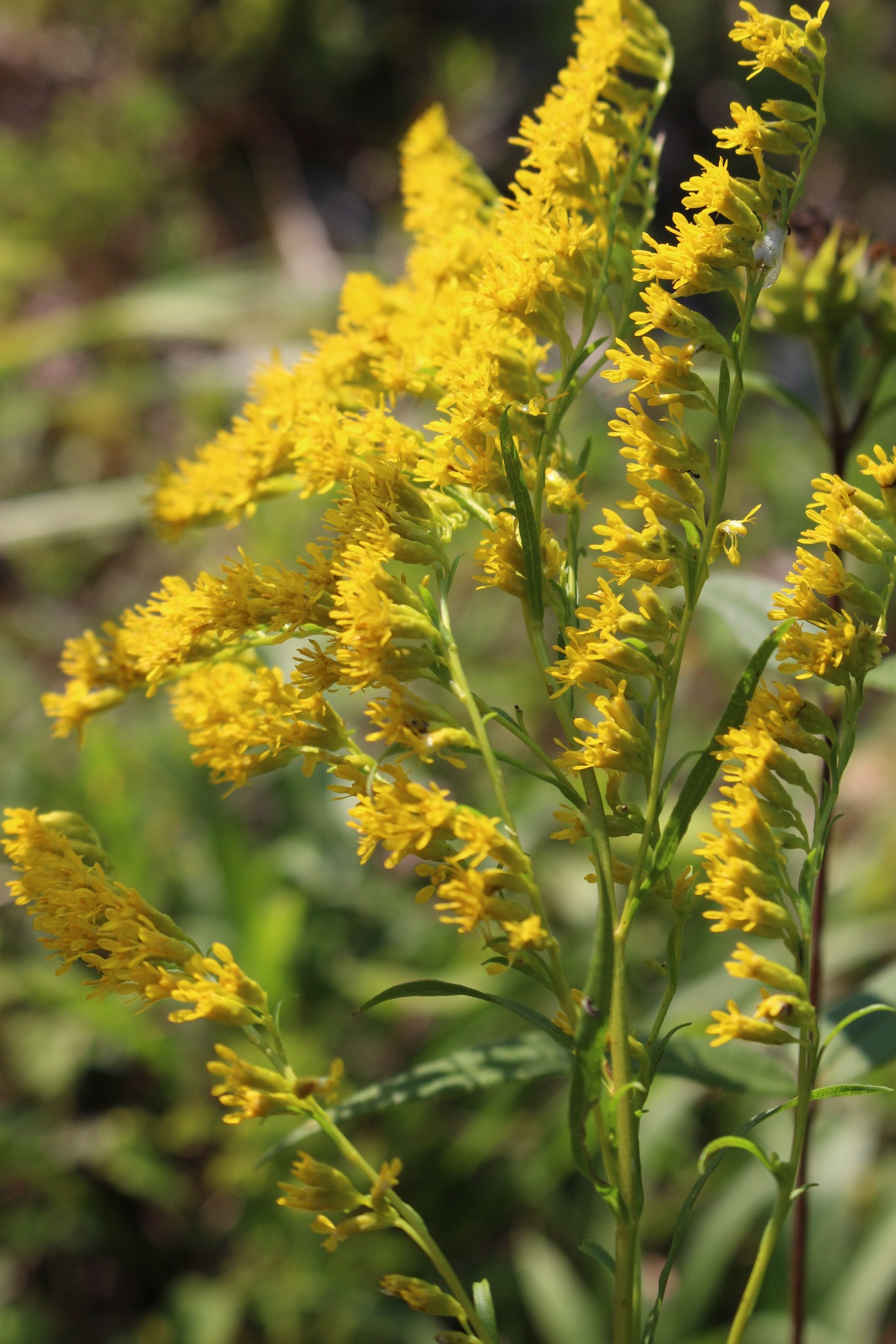 Solidago gattingeri