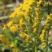Gattinger's Goldenrod - Photo (c) Ashley Morris, some rights reserved (CC BY-NC), uploaded by Ashley Morris