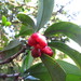 Illicium arborescens - Photo (c) 灶馬, some rights reserved (CC BY-NC), uploaded by 灶馬