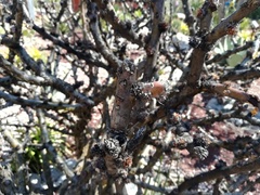 Jatropha neopauciflora