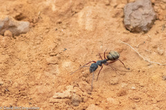 Camponotus suffusus