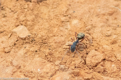 Camponotus suffusus