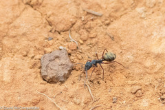 Camponotus suffusus