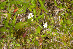 Androsace obtusifolia