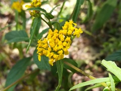 Flaveria ramosissima