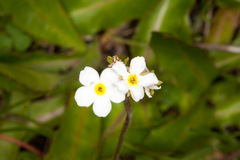 Androsace obtusifolia