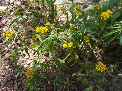 Flaveria ramosissima